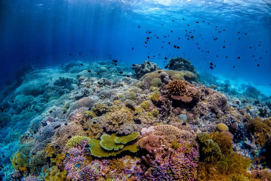 Philippines’ Best Diving Spots